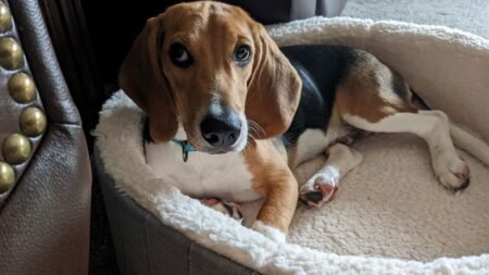 Más de 100 Beagles han sido adoptados en San Diego