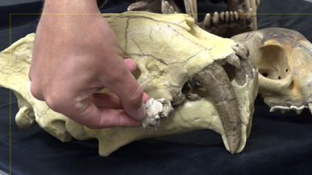 Descubren nueva especie de dientes de sable