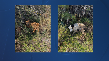 Ofrecen recompensa por información en caso de maltrato animal
