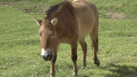 Caballo clonado llega a San Diego Zoo Safari Park