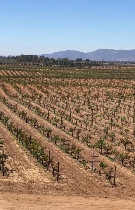 Se atiende rezago de Manifiesto de Impacto Ambiental en el Valle de Guadalupe