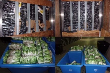 Incautan más de dos toneladas de droga en garita comercial