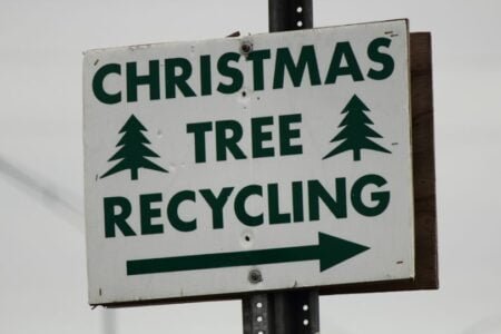 Así puedes preparar el reciclaje de tu árbol de navidad