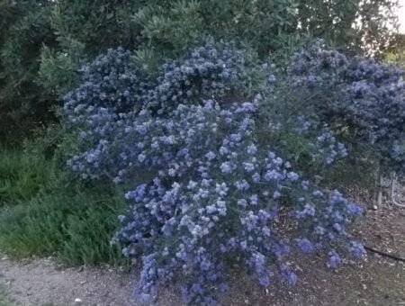 Aprueban plan de plantas nativas en San Diego