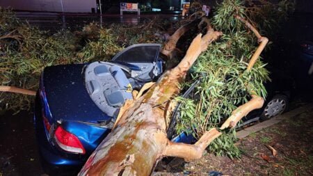 Cae árbol y destruye auto estacionado en Scripps Ranch