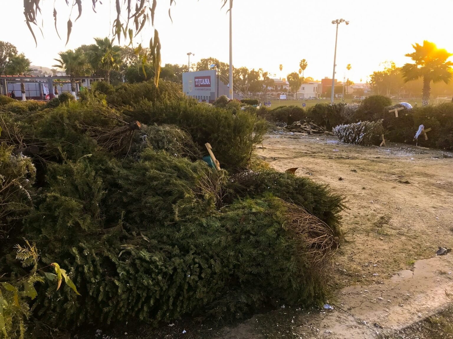 Más de 900 árboles recibidos en centros de acopio