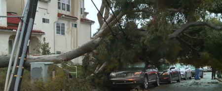 Árboles caídos en San Diego por lluvias