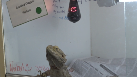 Albergues de reptiles en riesgo por tarifa energética