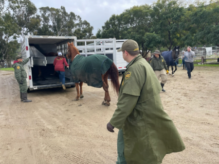 Rescatan caballos en riesgo ante crecida de ríos en San Diego