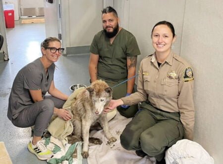 Rescatan a perrito de un pozo con aceite