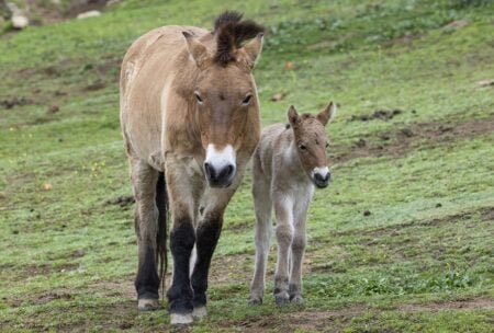 Nace un animal en peligro de extinción en San Diego