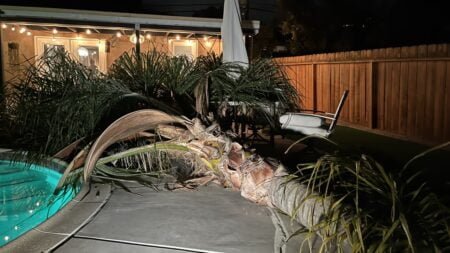 San Diego ha reportado más de 50 árboles caídos