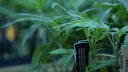 San Diego recibe fondos para impulsar industria del cannabis