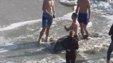 Rescatan a pequeña ballena varada en Carlsbad