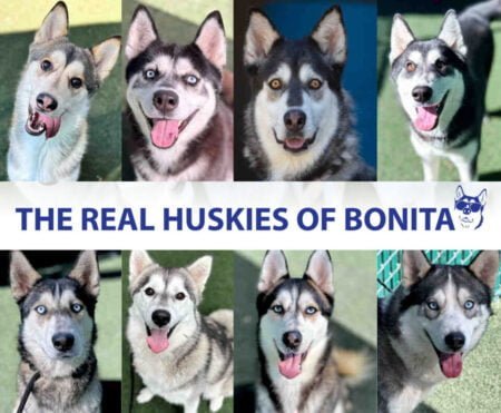 Adopta un husky en San Diego
