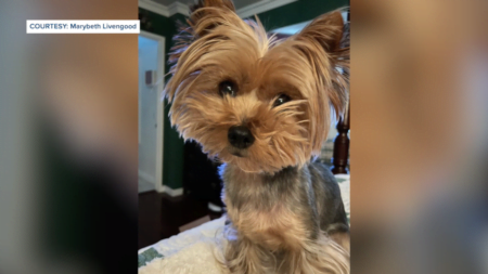 Mujer ruega por el regreso de su perro