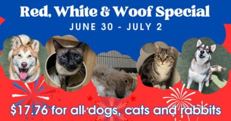 Ofrecen tarifa especial en adopciones para mascotas este 4 de julio