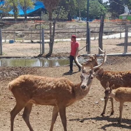 Descornan a ocho ciervos del Parque Morelos