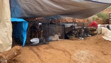 Organizarán Croquetón en beneficio a albergue del Cañón San Carlos