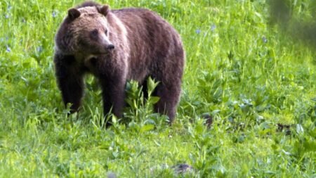 Una pareja murió por ataque de un oso en Parque Nacional de Canadá