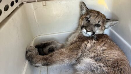Puma se recupera después de ser atropellado en San Diego