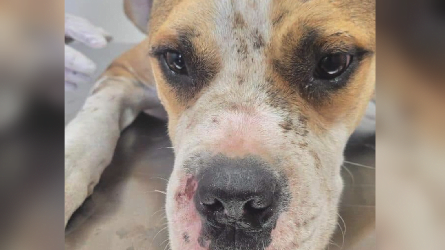 Cachorro maltratado en Mexicali se encuentra bajo resguardo