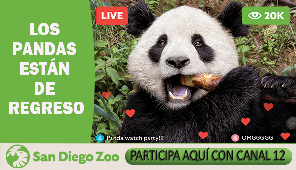 ¡PARTICIPA POR TUS BOLETOS PARA IR AL SAN DIEGO ZOO CON CANAL 12!
