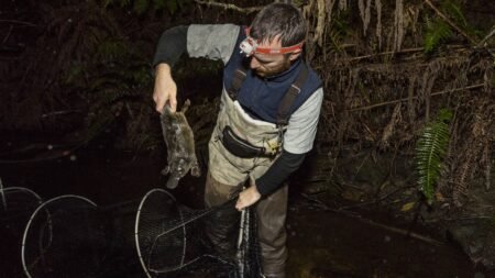 El zoológico de San Diego se une a innovador estudio sobre ornitorrincos