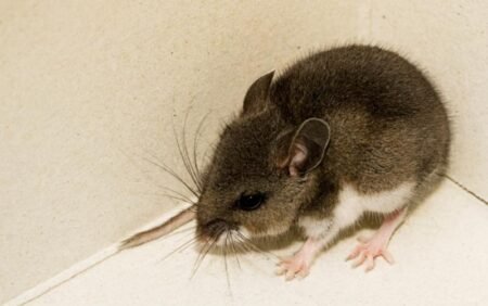 Ratón silvestre da positivo a hantavirus en el Parque Estatal Cuyamaca Rancho