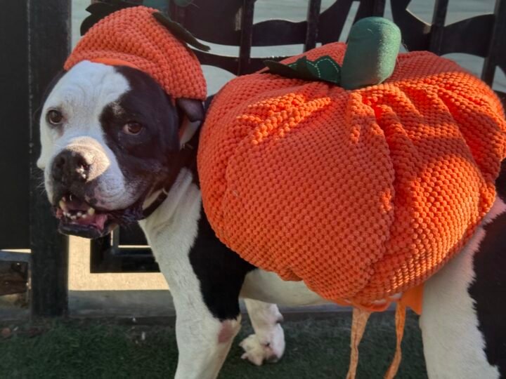 County Animal Services celebra evento de “Halloween Homecoming” con adopciones gratuitas