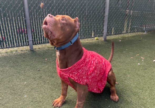 Autoridades del Condado emiten recomendaciones para proteger a las mascotas durante la temporada festiva