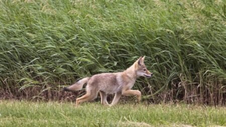 Condado emite recomendaciones de seguridad tras ataque de coyote que hirió a dos menores