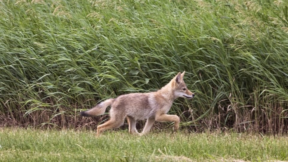 Condado emite recomendaciones de seguridad tras ataque de coyote que hirió a dos menores